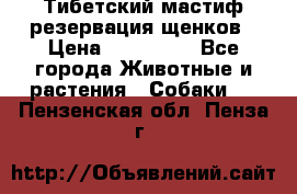 Тибетский мастиф резервация щенков › Цена ­ 100 000 - Все города Животные и растения » Собаки   . Пензенская обл.,Пенза г.